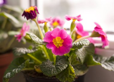 Bahar pembe primula saksı içinde çiçek açan güzel.