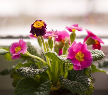 Bahar pembe primula saksı içinde çiçek açan güzel.