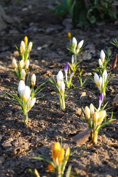 Frühling Schöne Krokusblumen Blühen Einem Park Sonnenlicht — Stockfoto