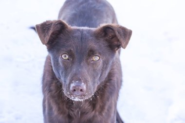 Kış parkında kar üzerinde sevimli, genç aktif bir köpek..