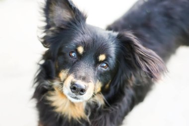 Genç aktif köpek dışarıda.