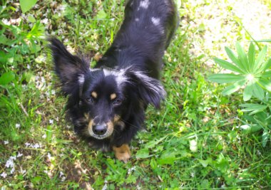 Genç aktif köpek yeşil yaz çimlerinde.