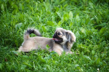 Genç Pekin köpeği dışarıda..