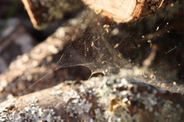 Kesilmiş odun. Kış mevsimi için odun topluyorum..