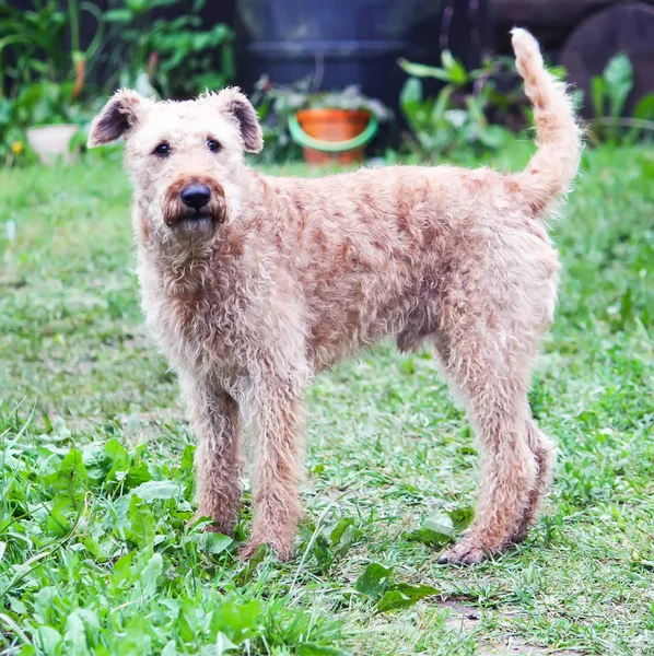 Ung aktiv hund utomhus på grön sommar gräs bakgrund. — Stockfoto