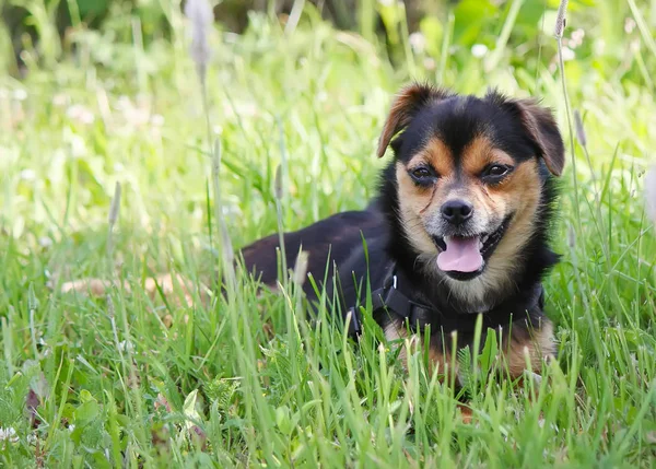 Joven perro activo al aire libre en verde verano hierba fondo . — Foto de Stock