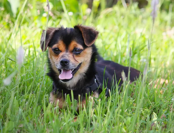 Joven perro activo al aire libre en verde verano hierba fondo . — Foto de Stock