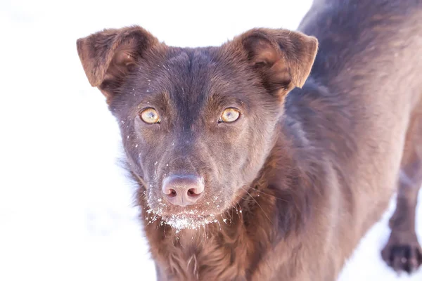 Kış Parkında Kar Üzerinde Sevimli Genç Aktif Bir Köpek — Stok fotoğraf