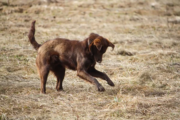 Genç Aktif Köpek Baharda Dışarı Çıkıyor — Stok fotoğraf