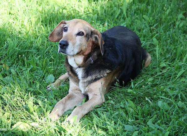 Genç Aktif Köpek Dışarıda — Stok fotoğraf