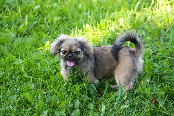 Young Pekingese Dog Outdoors Green Summer Grass Background — Stock Photo, Image