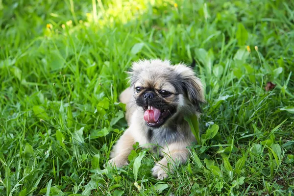 Junge Pekingese Hund Freien Auf Grünem Sommer Gras Hintergrund — Stockfoto