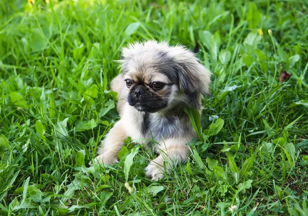 Young Pekingese Dog Outdoors Green Summer Grass Background — Stock Photo, Image