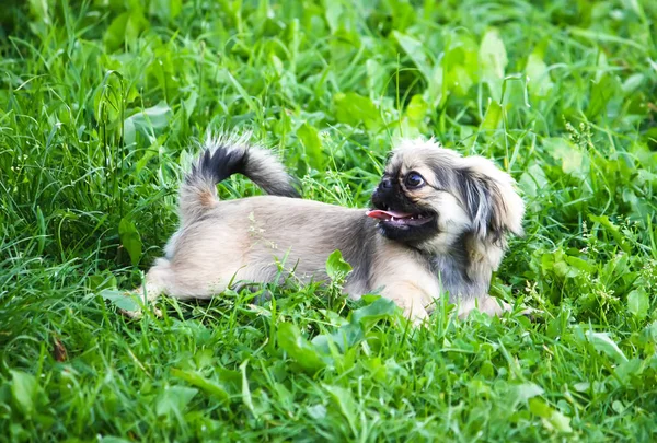 Joven perro pekinés al aire libre . — Foto de Stock