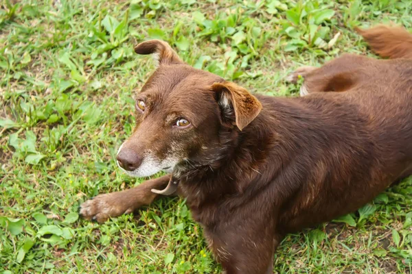 Giovane Cane Attivo All Aperto Sfondo Verde Erba Estiva — Foto Stock