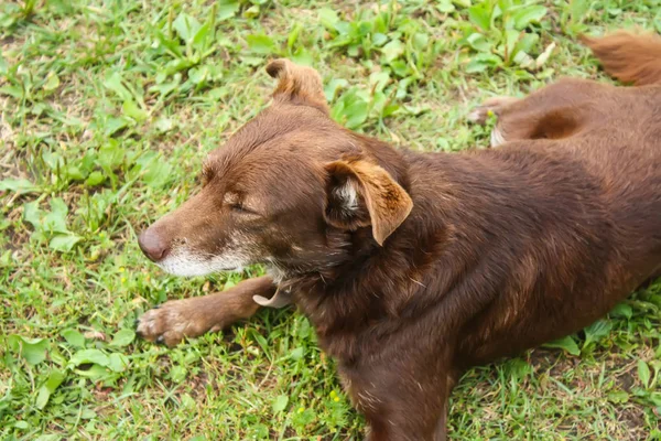 Młody Aktywny Pies Świeżym Powietrzu Zielonym Tle Trawy Letniej — Zdjęcie stockowe
