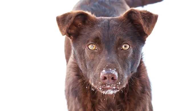 Genç Aktif Köpek Dışarıda — Stok fotoğraf