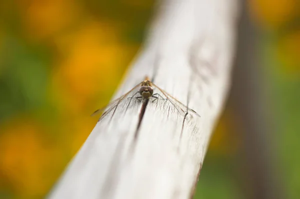 Little Dragonfly Wooden Stick Park Summer — Stock Photo, Image