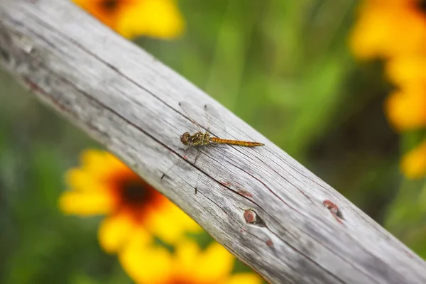 Little Dragonfly Wooden Stick Park Summer — 스톡 사진