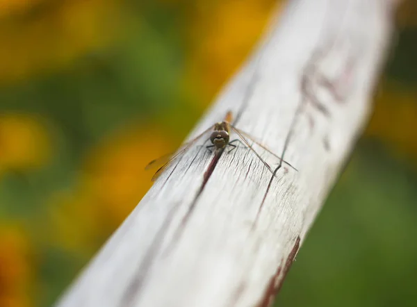 Little Dragonfly Wooden Stick Park Summer — 스톡 사진