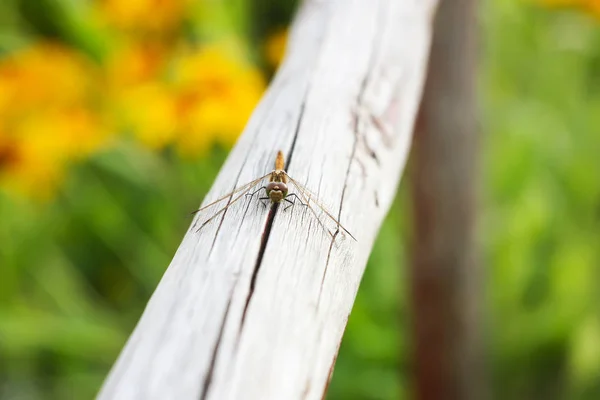 Kleine Libelle Houten Stok Een Park Zomer — Stockfoto