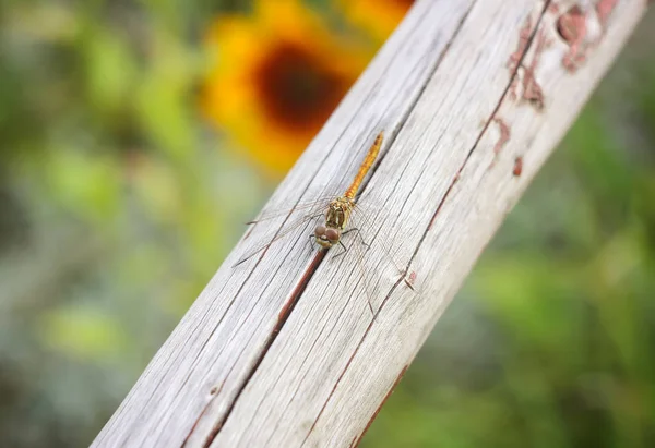 Little Dragonfly Wooden Stick Park Summer — 스톡 사진