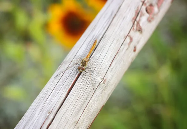 Kleine Libelle Auf Holzstab Sommer Einem Park — Stockfoto