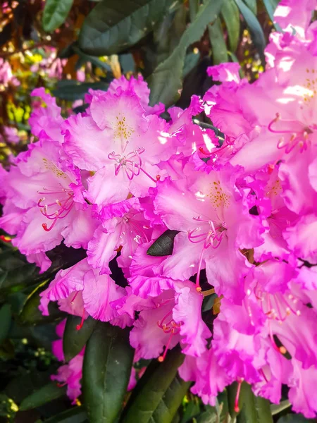 Piękne Rośliny Rhododendron Pachnące Kwiaty Parku Wiosny — Zdjęcie stockowe