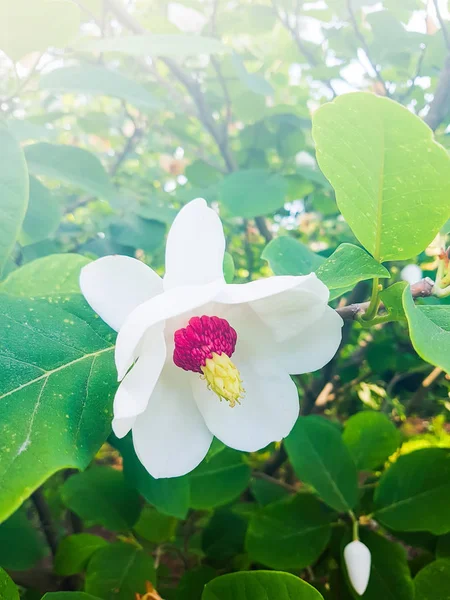 Flor Hermoso Árbol Magnolia Con Flores Fragantes Blancas Magnolia Sieboldii — Foto de Stock
