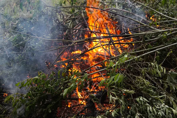 Brûler Des Branches Arbres Coupées Sur Terrain — Photo