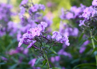 Phlox Bahçesi (Phlox paniculata) yaz parkında açan mor çiçekler.