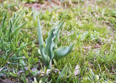 Bahar bahçesindeki yeşil nergis yaprakları ya da narsis bitkileri.