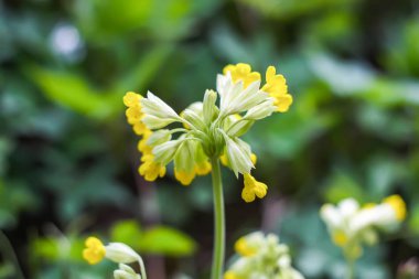 Parkta açan ilkbahar sarısı primula çiçekleri. Sarı Çuha Çiçeği (Primula veris) bitkileri.