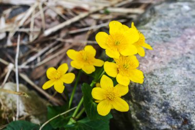 Parkta açan yabani sarı çiçekler.