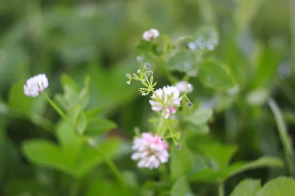 Lindas flores de jardim. Planta trevo . — Fotografia de Stock