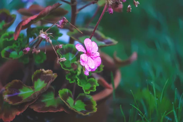 Prachtige tuinbloemen. Roze heranium. — Stockfoto