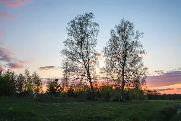 Paisaje de primavera en el campo . — Foto de Stock