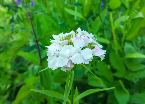 美丽的花园花朵。 白色康乃馨. — 图库照片