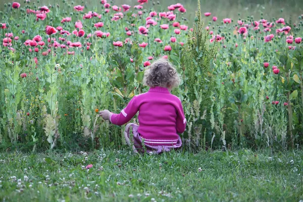 Seorang gadis melihat bunga poppy merah muda di taman . — Stok Foto