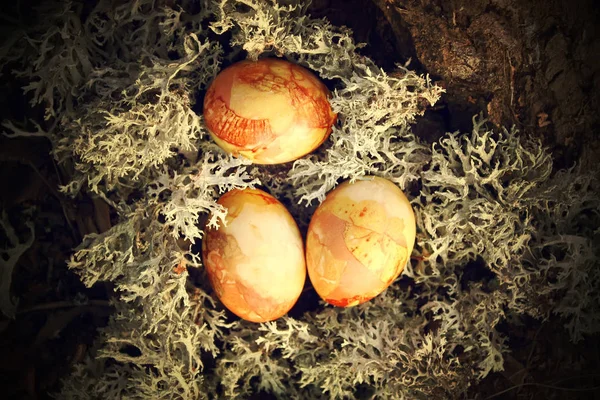 Œufs de Pâques sur une mousse — Photo