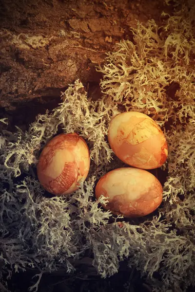 Huevos Pascua Colores Musgo Del Bosque —  Fotos de Stock