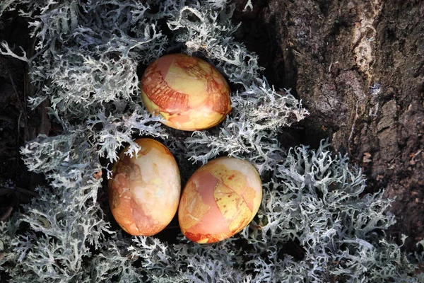 Oeufs Pâques Colorés Sur Mousse Dans Forêt — Photo