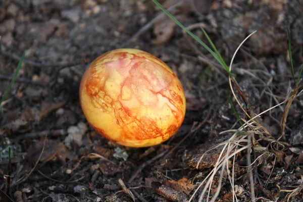 Colored Easter Eggs Moss Forest — 스톡 사진