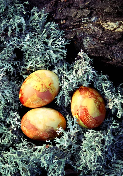 Oeufs Pâques Colorés Sur Mousse Dans Forêt — Photo