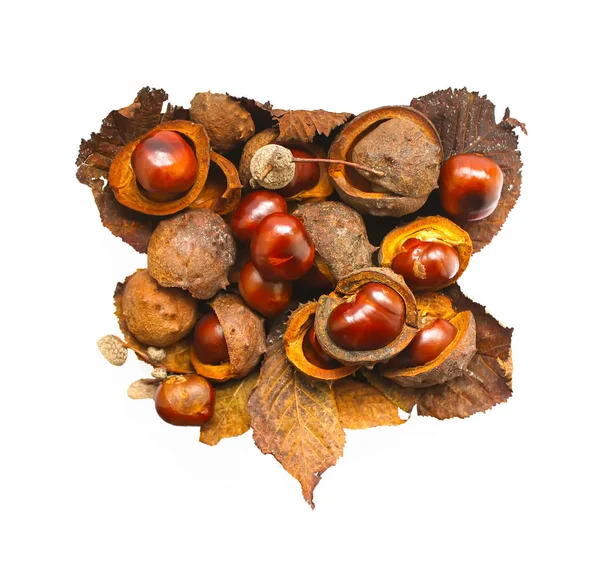 Castagne Cavallo Con Foglie Secche Colore Marrone Isolate Fondo Bianco — Foto Stock