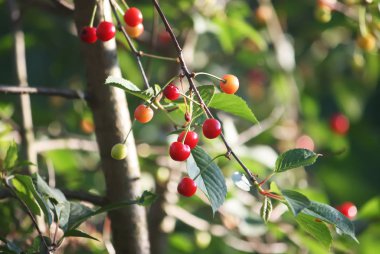 Açık havada kırmızı taze kirazlar kapanıyor.