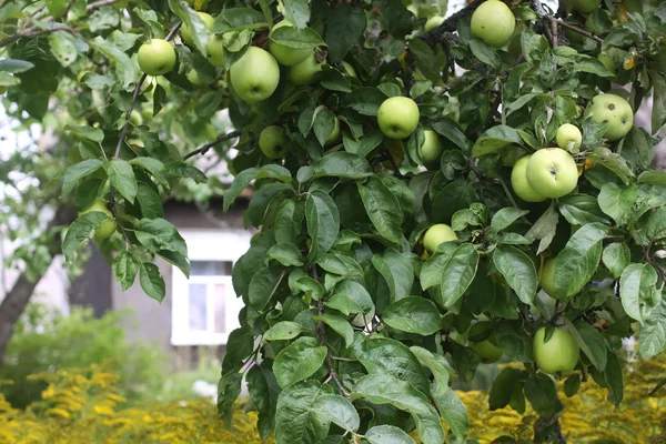 Green Apples Tree Garden — Stock Photo, Image