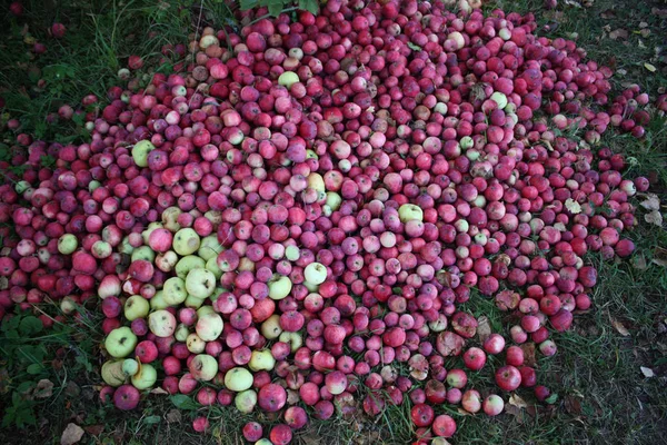 Rote Reife Süße Äpfel Sommergarten — Stockfoto