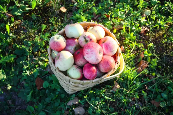 Czerwone Dojrzałe Słodkie Jabłka Koszykowym Ogrodzie Letnim — Zdjęcie stockowe