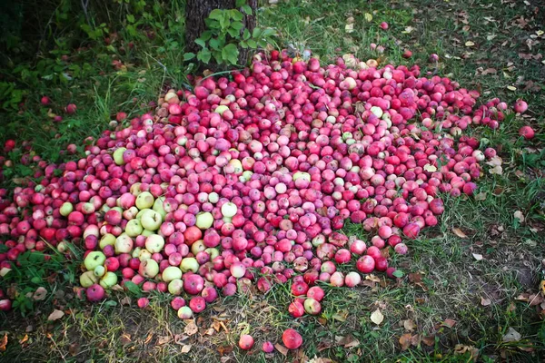 Czerwone Dojrzałe Słodkie Jabłka Ogrodzie Letnim — Zdjęcie stockowe